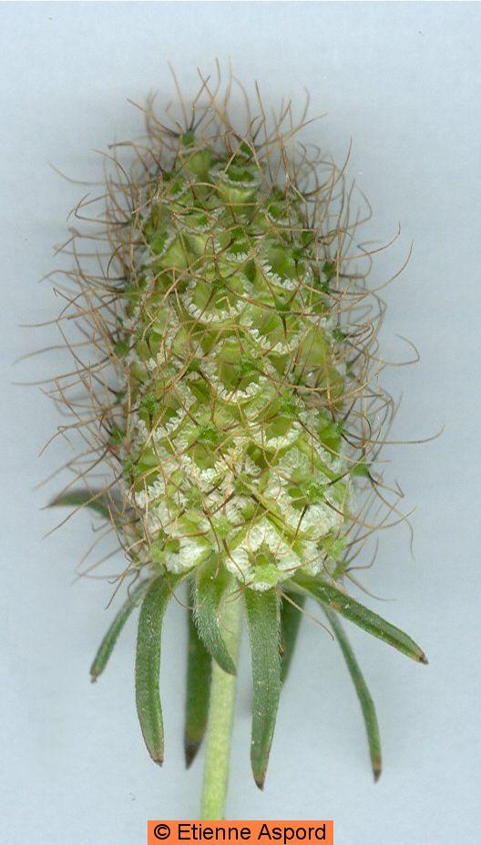 Sixalix atropurpureasixalix atropurpurea