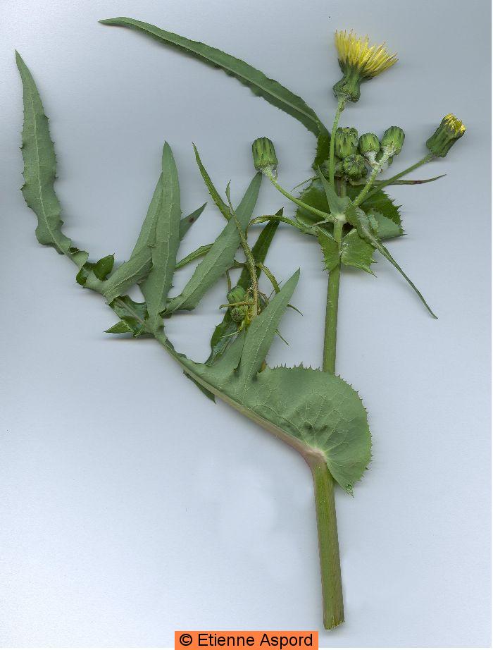sonchus oleraceus