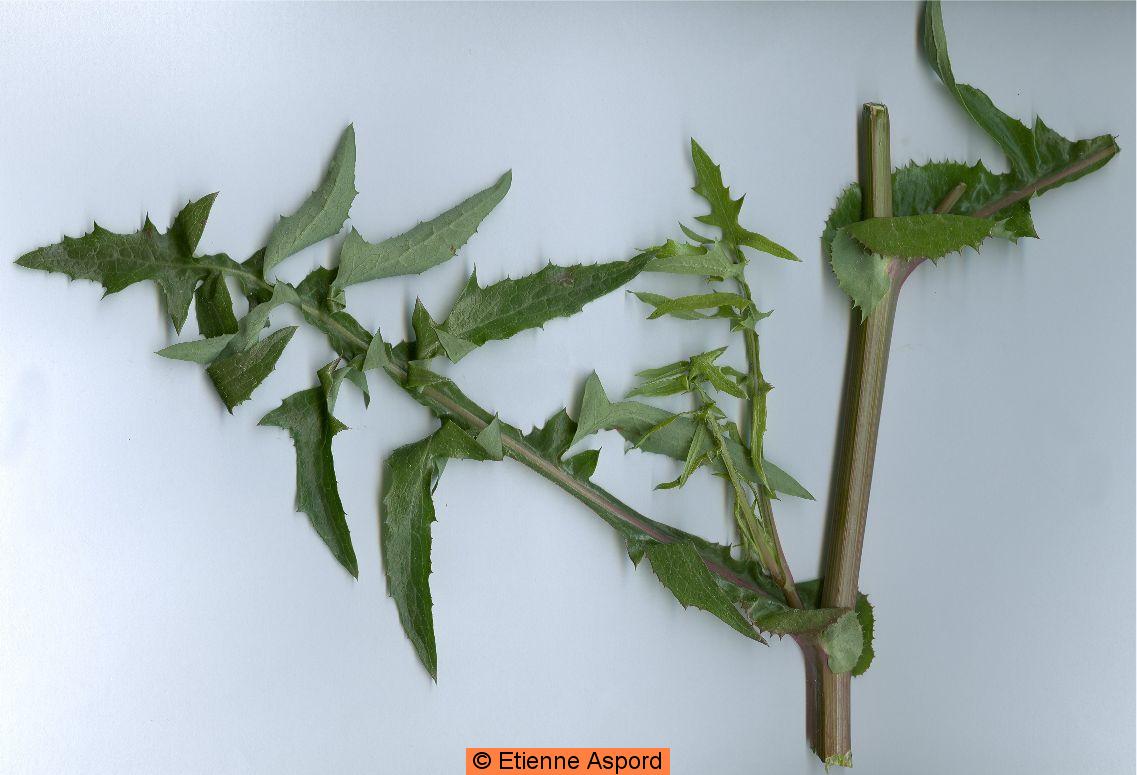 sonchus oleraceus