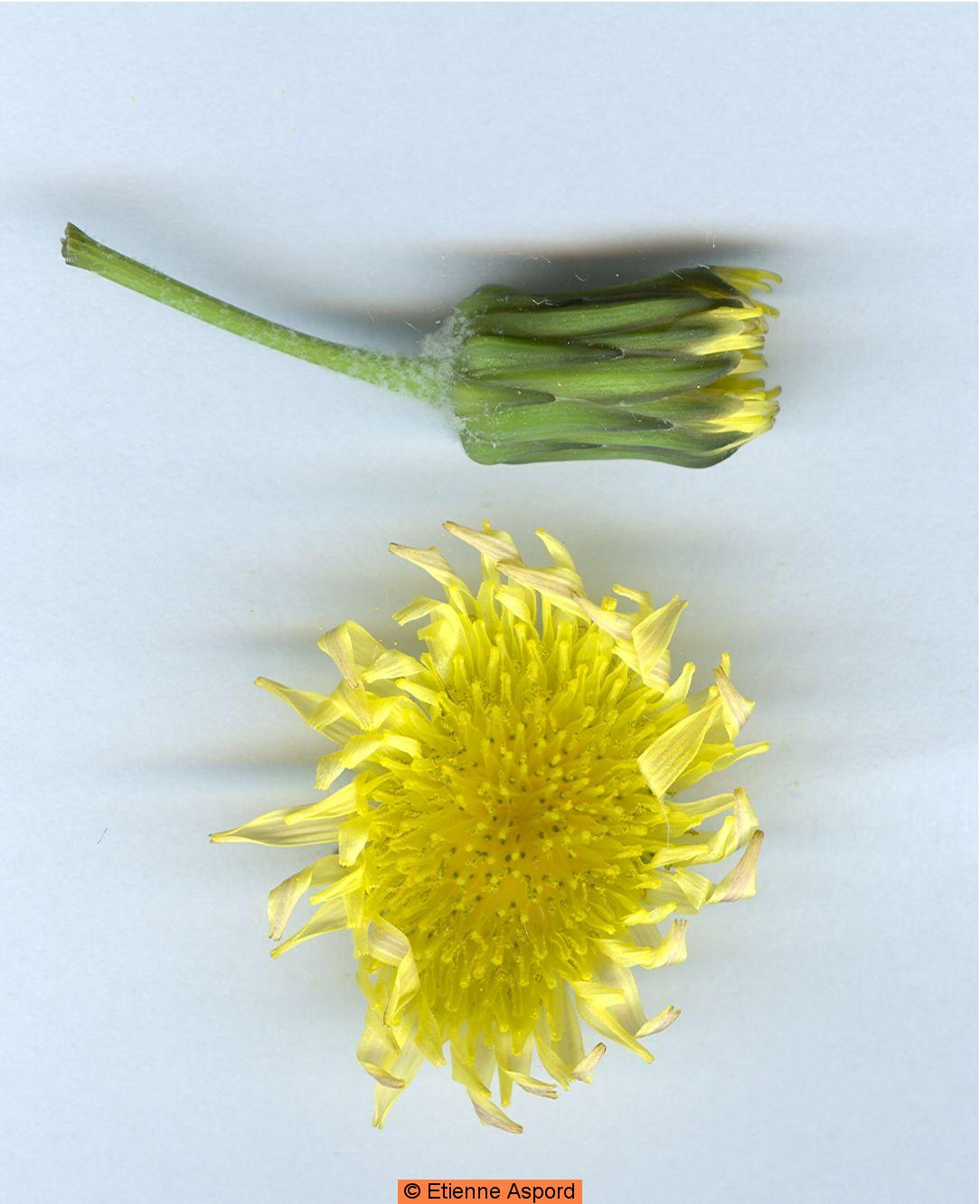 sonchus oleraceus