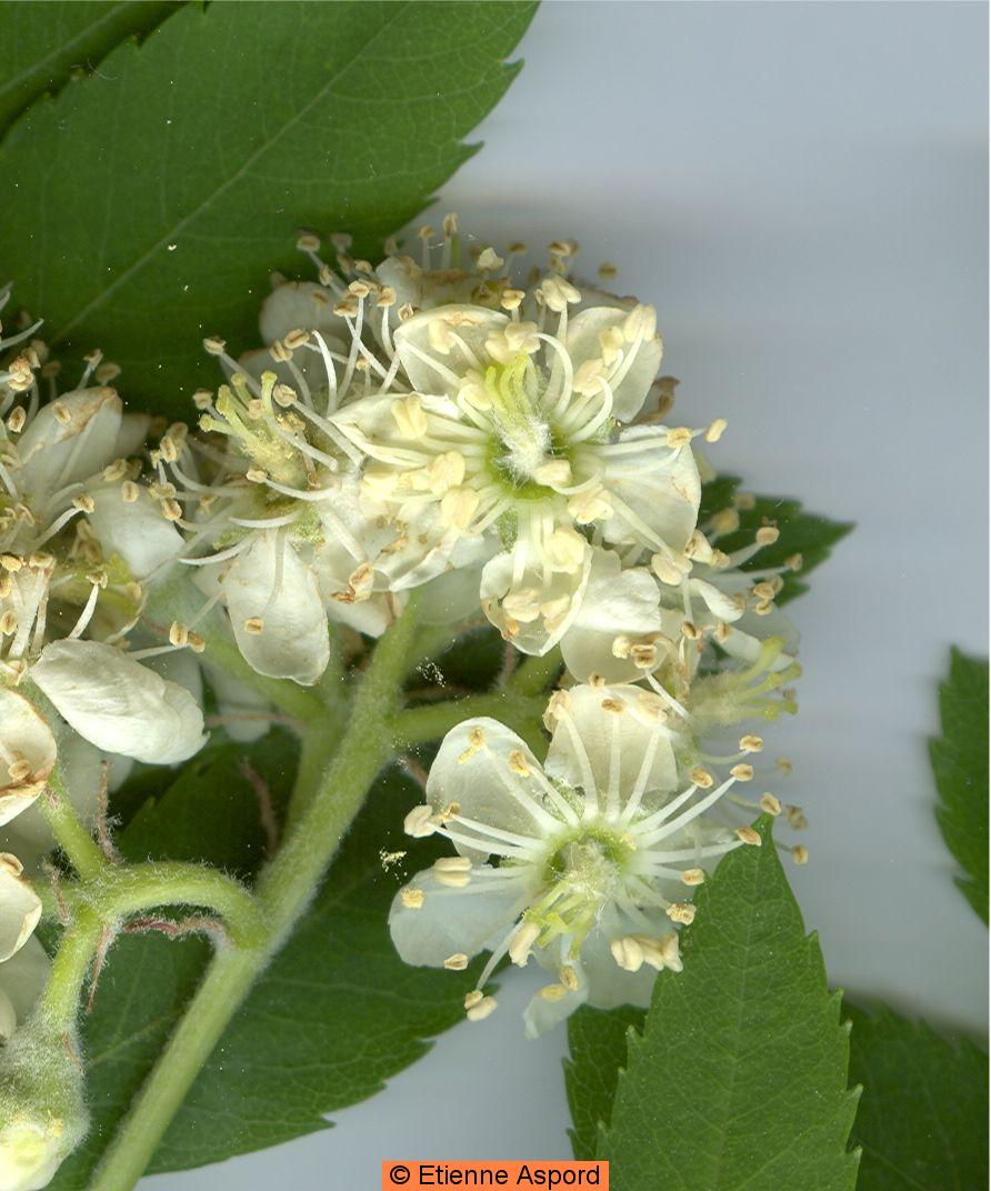 sorbus domestica