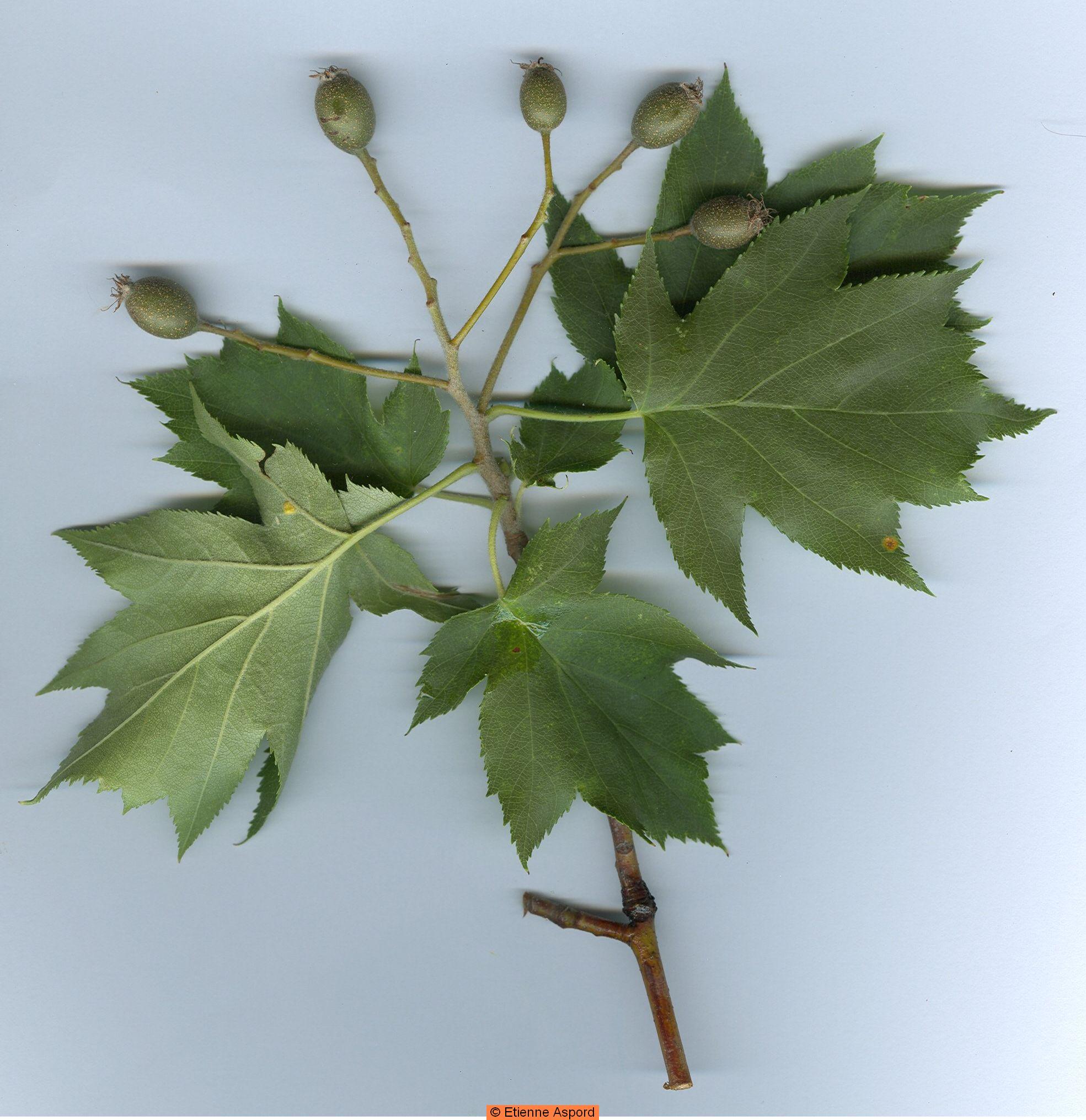 sorbus torminalis