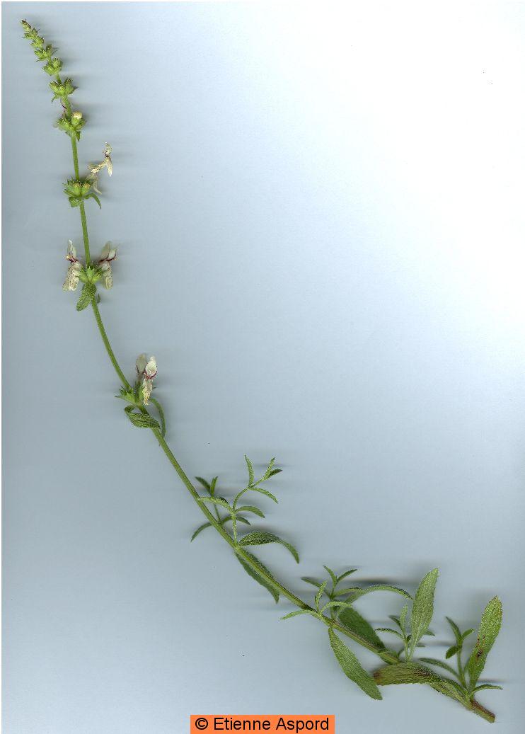 stachys recta