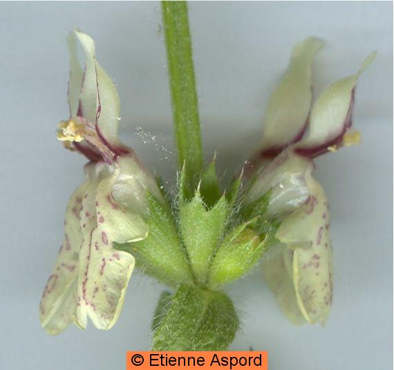stachys recta