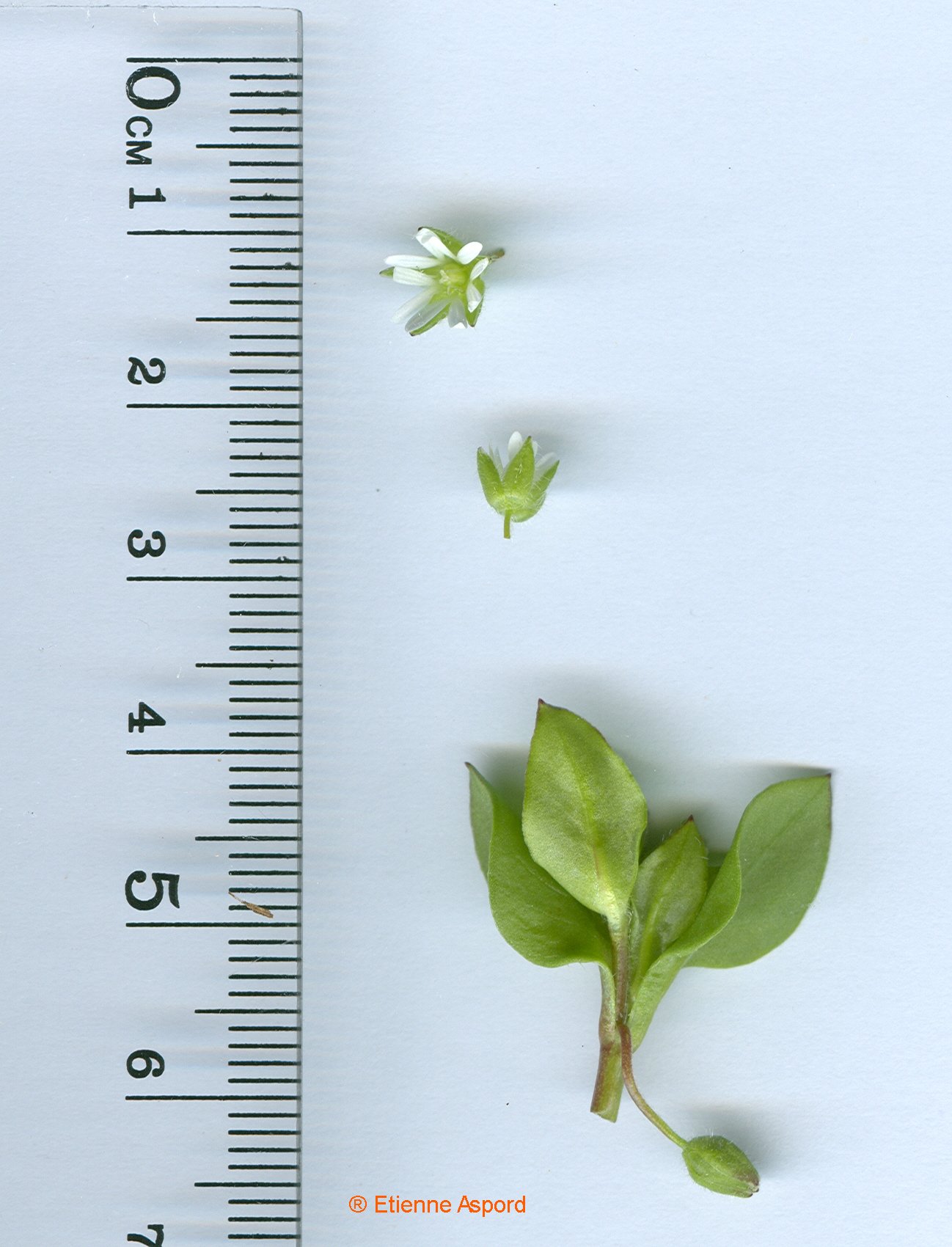 stellaria media