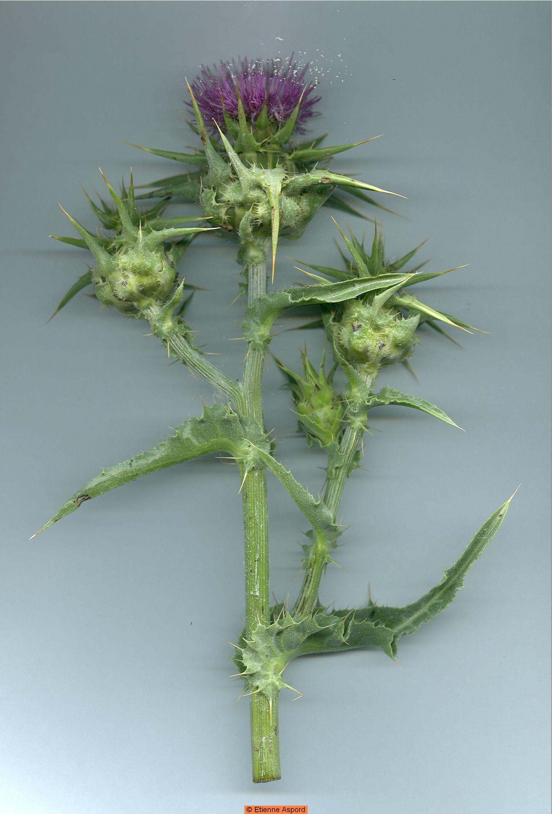 Sylibum marianumsylibum marianum tout.jpg