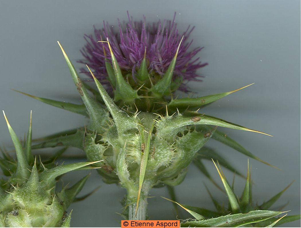 Sylibum marianumsylibum marianum tout.jpg