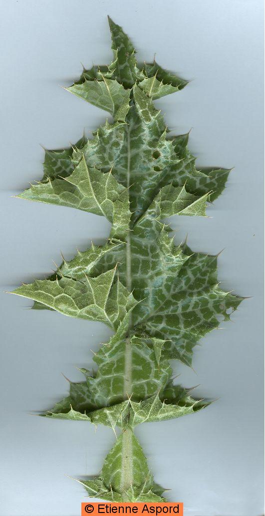 Sylibum marianumsylibum marianum tout.jpg
