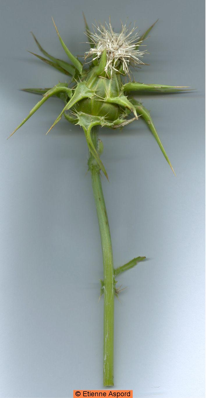 Sylibum marianumsylibum marianum tout.jpg