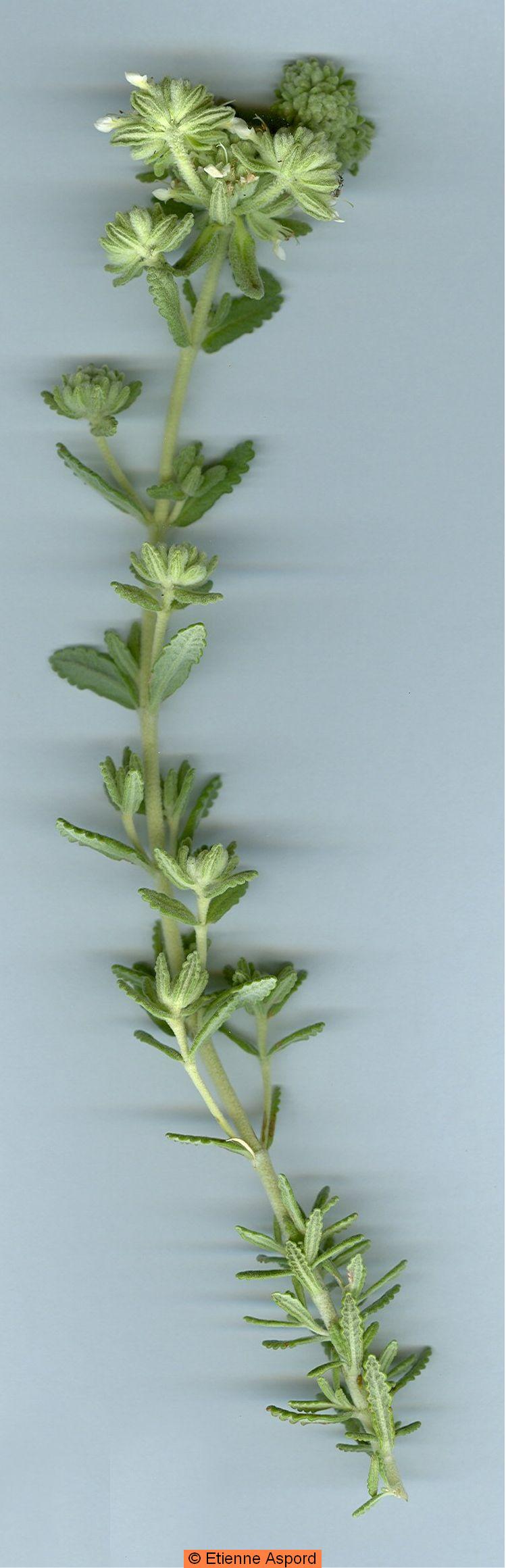 teucrium polium