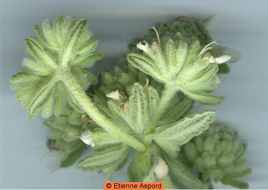 teucrium polium