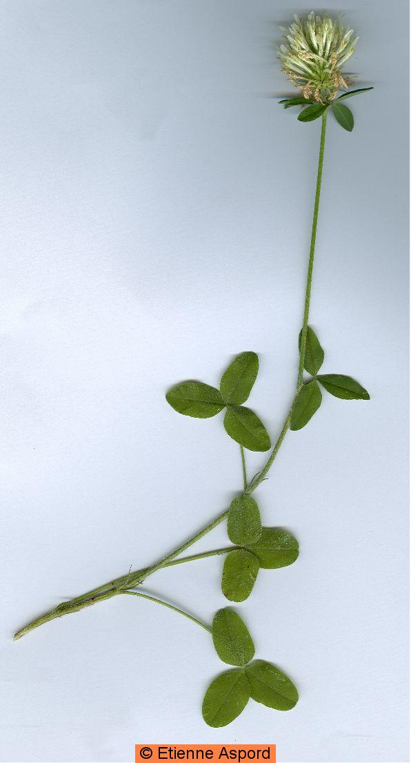 trifolium ochroleucon