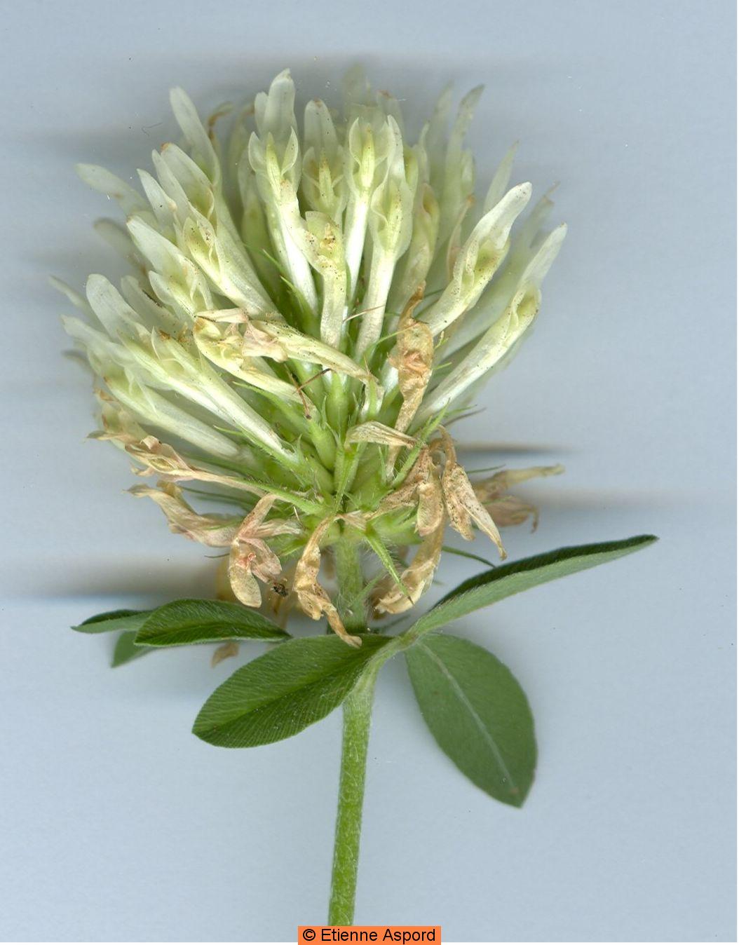 trifolium ochroleucon