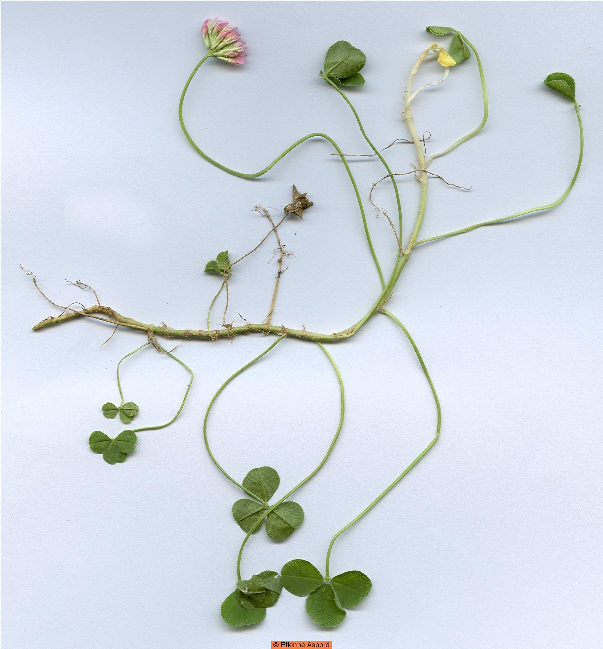 trifolium repens