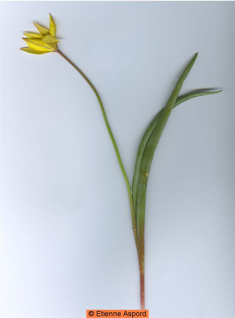 tulipa sylvestris subsp australis
