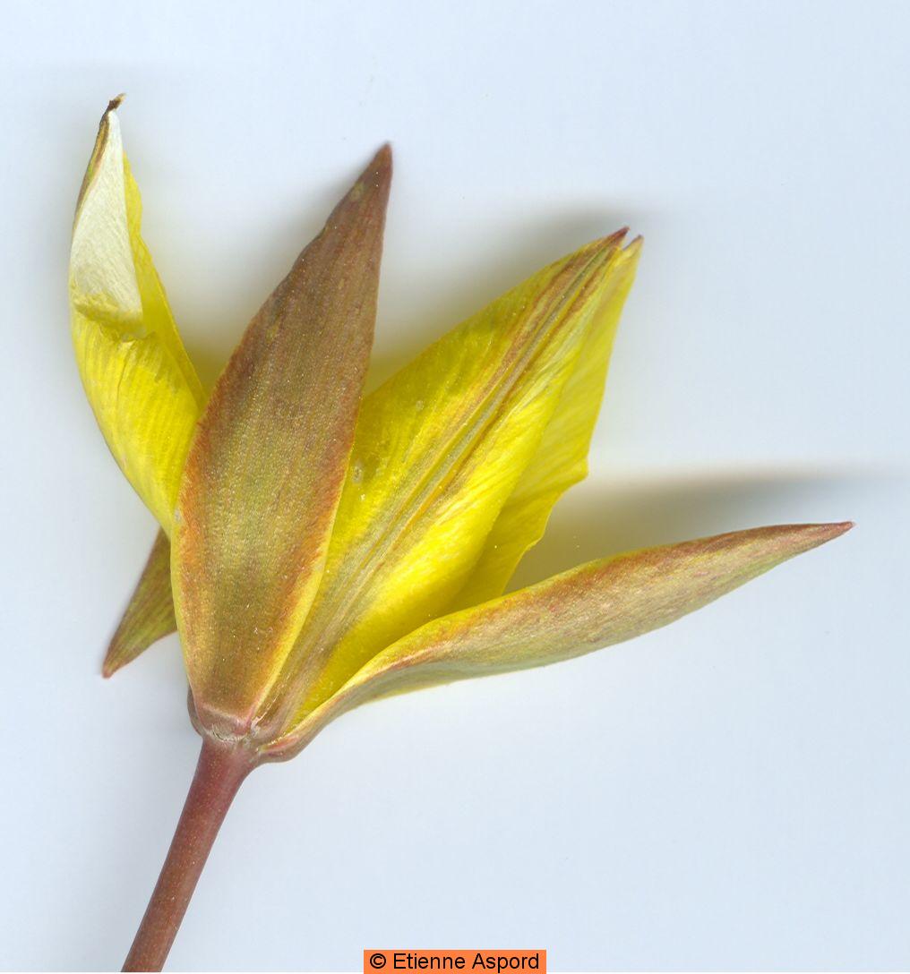 tulipa sylvestris subsp australis
