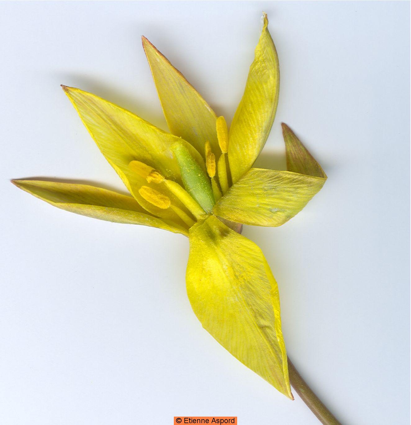 tulipa sylvestris subsp australis