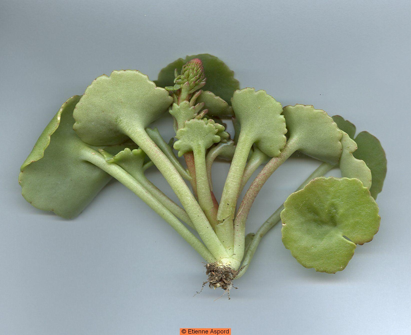 Umbilicus rupestrisumbilicus pendulinus