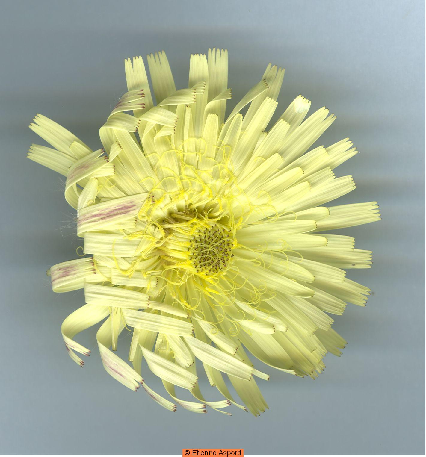urospermum dalechampii