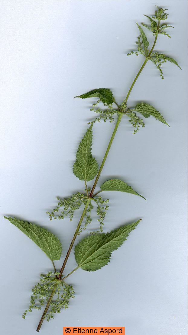urtica dioica
