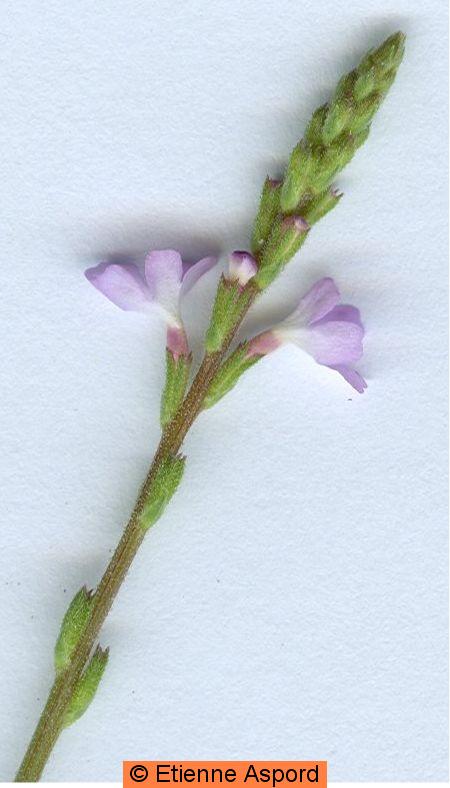 verbena officinalis