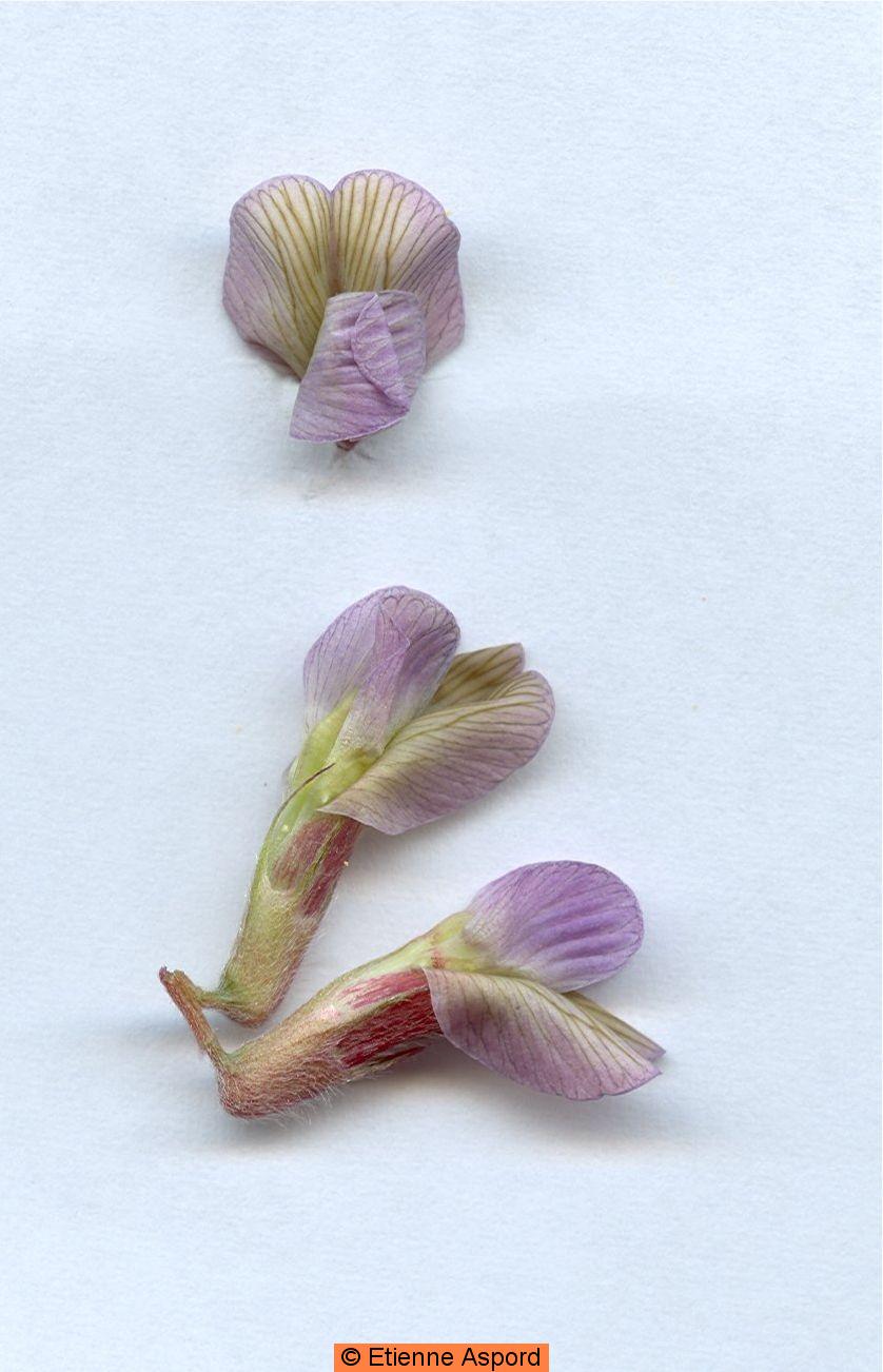 vicia pannonica