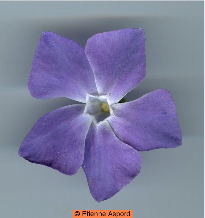 vinca major