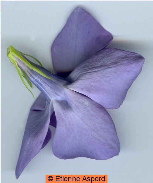 vinca major