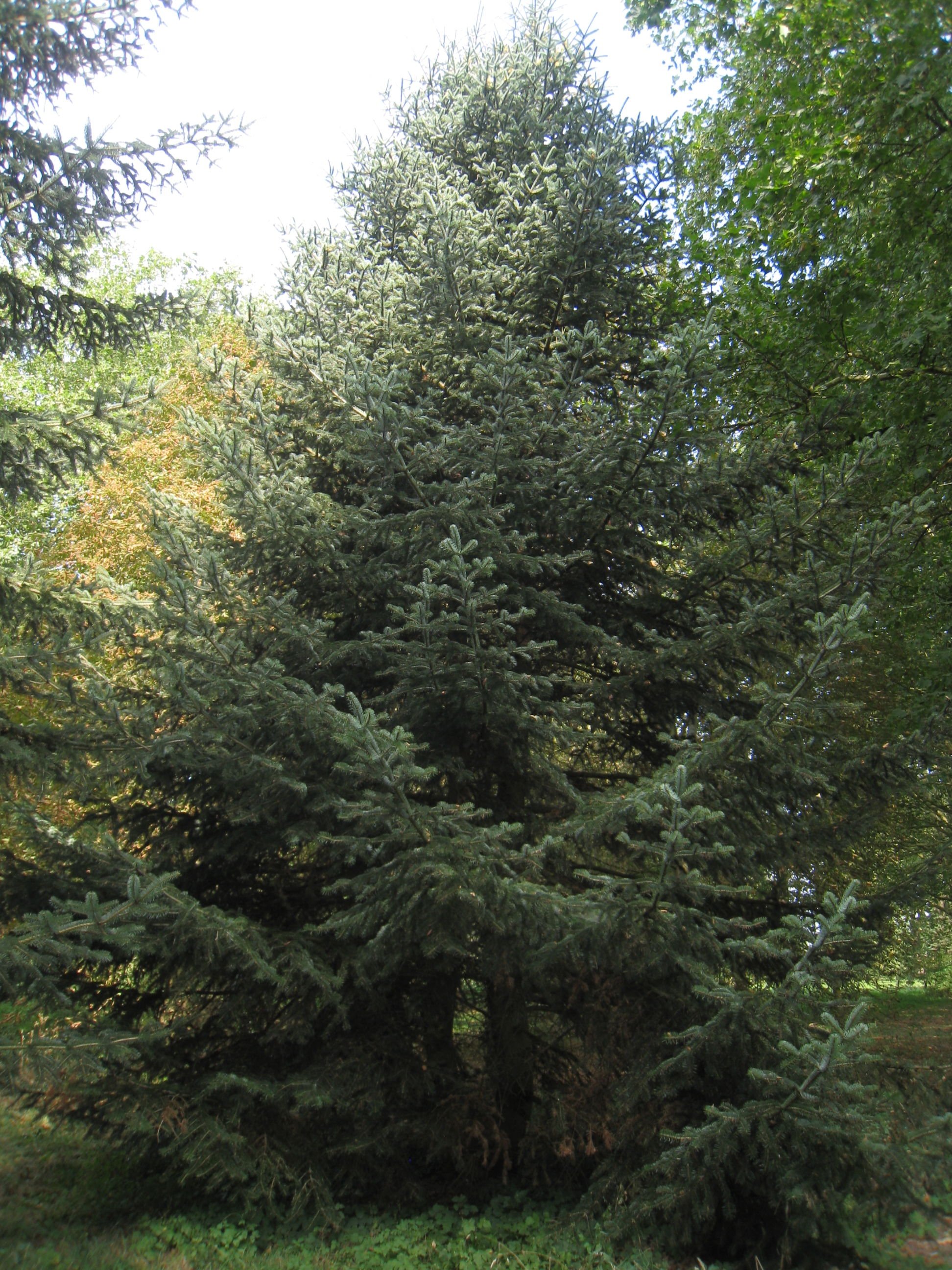 abies cephalonica