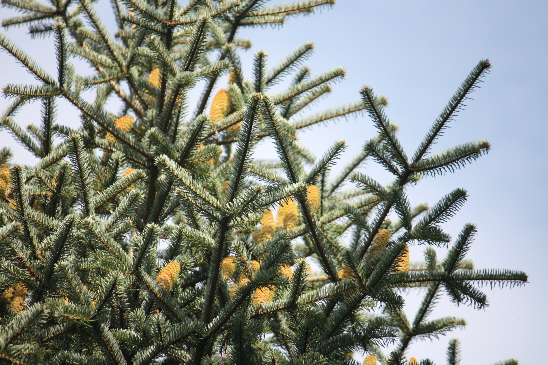 abies cephalonica