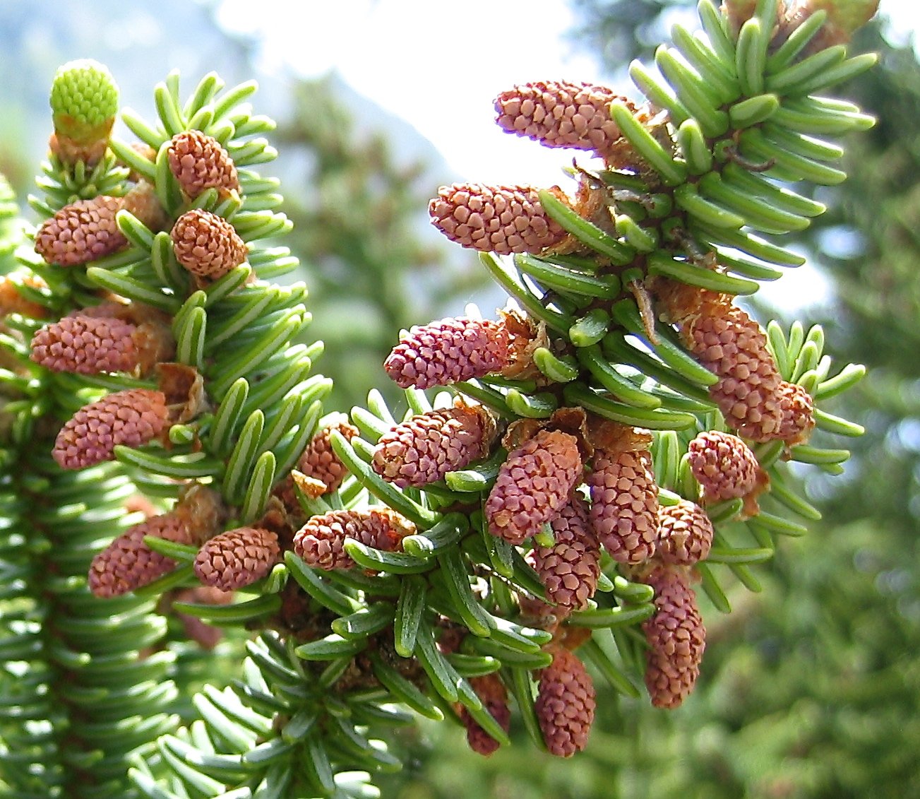abies pinsapo