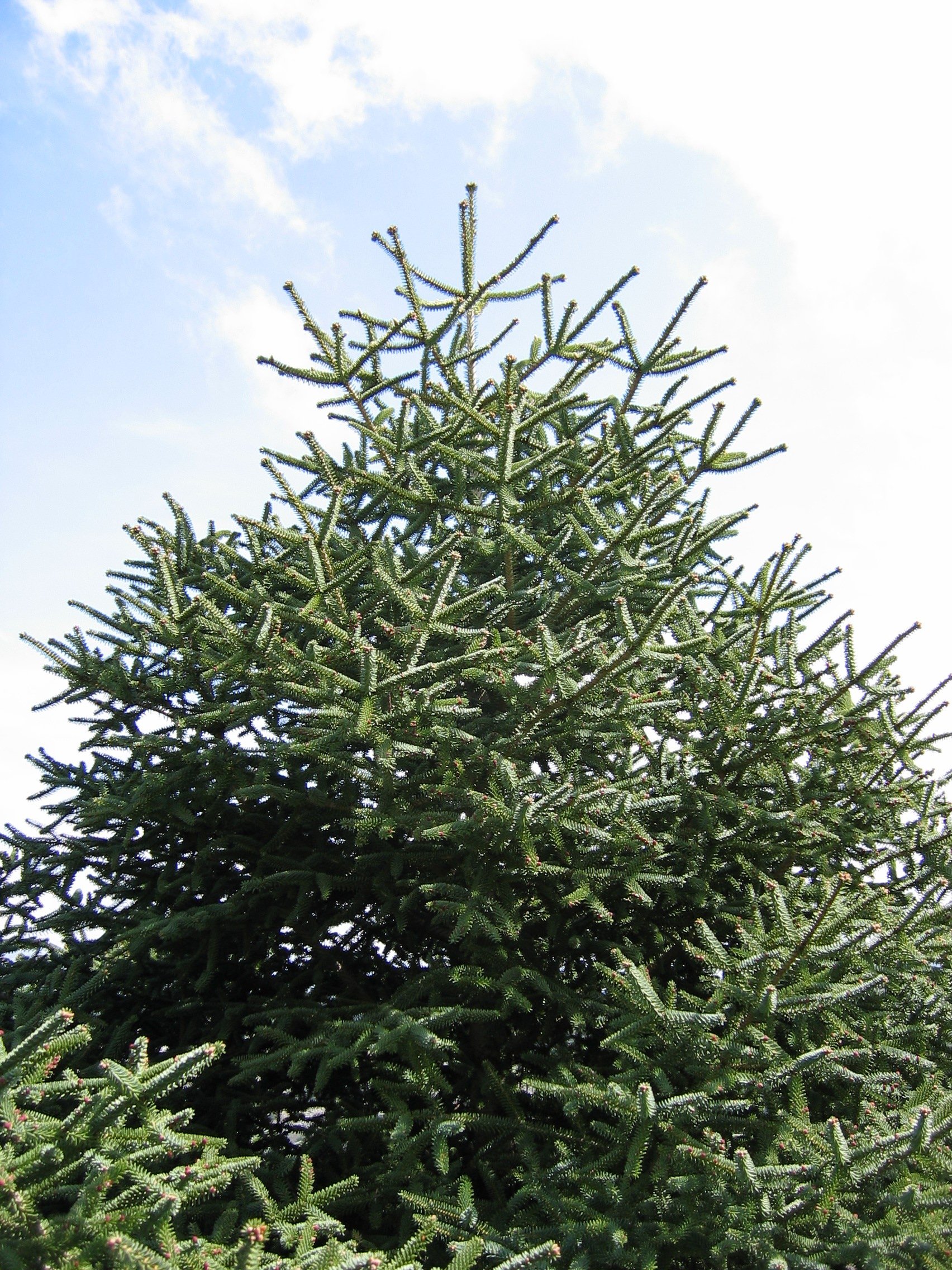 abies pinsapo