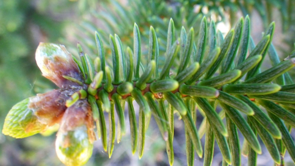 abies pinsapo
