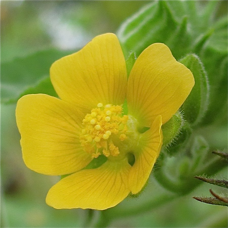 abutilon theophrasti