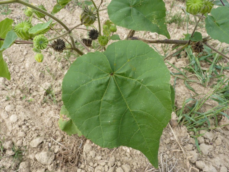 abutilon theophrasti