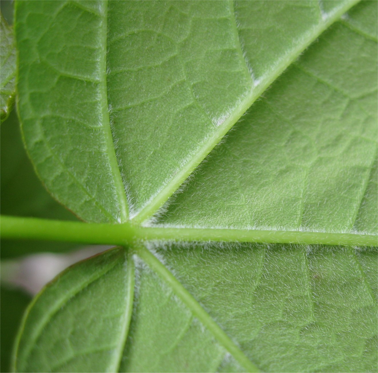 acer-obtusatum