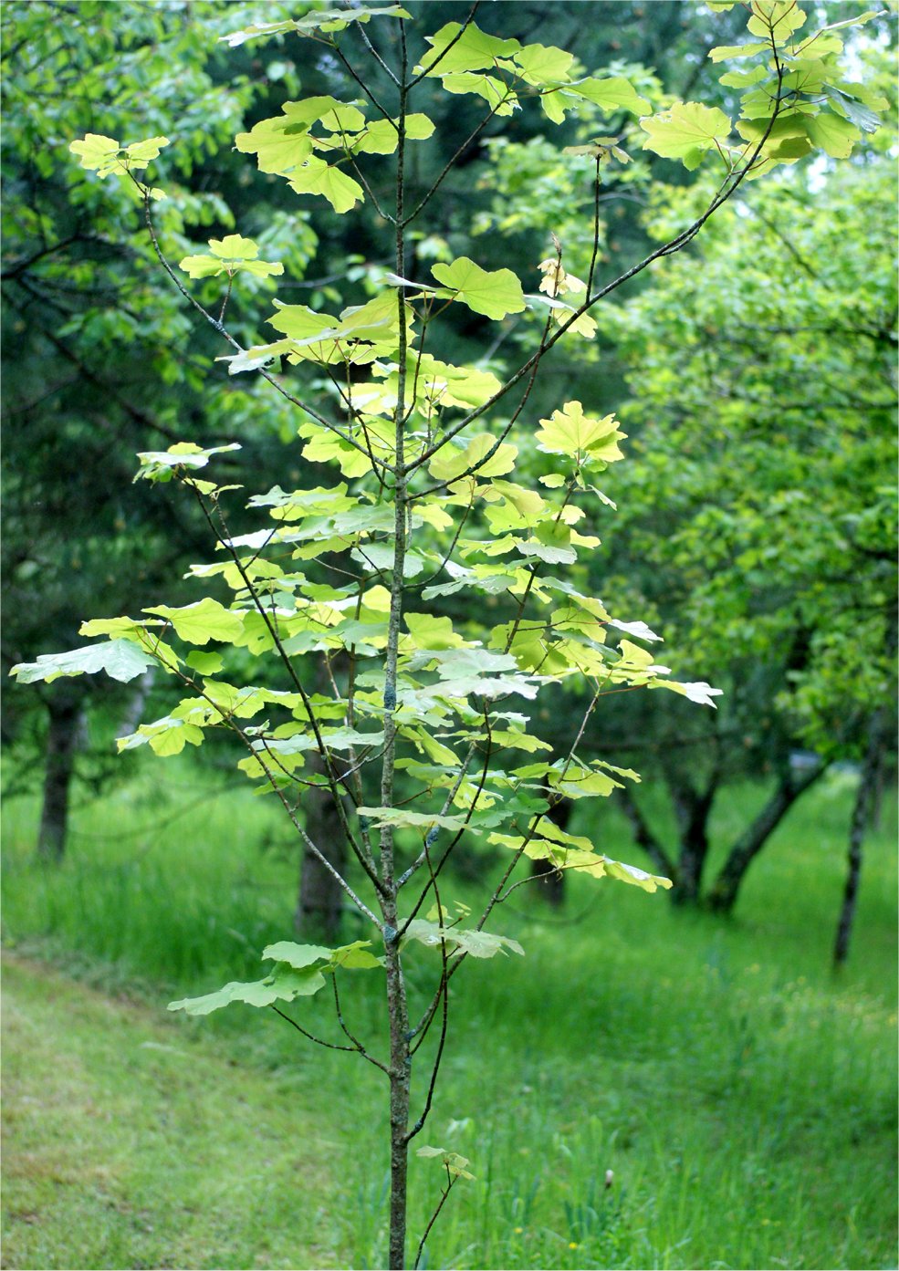 acer-obtusatum