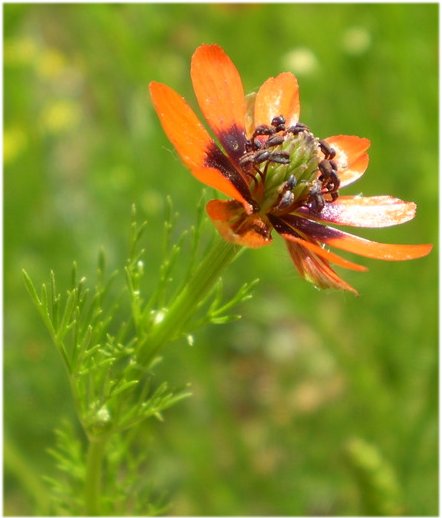 adonis aestivalis