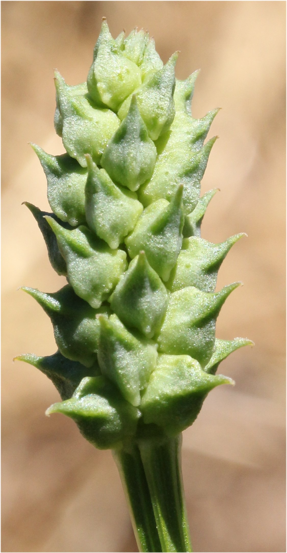 adonis aestivalis