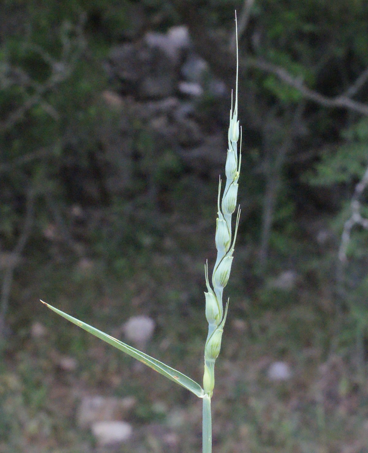 aegilops cylindrica