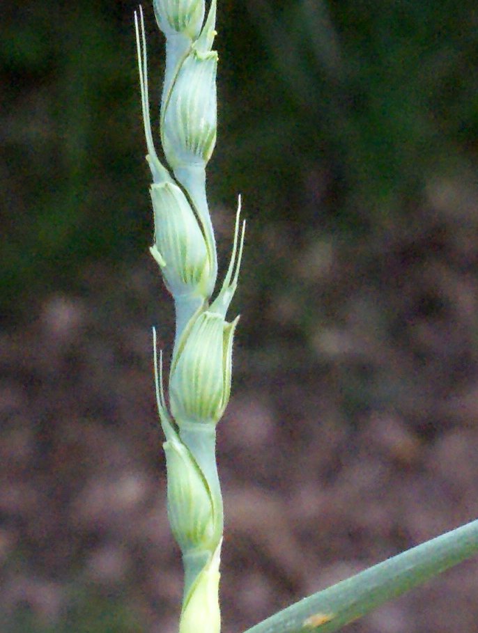 aegilops cylindrica