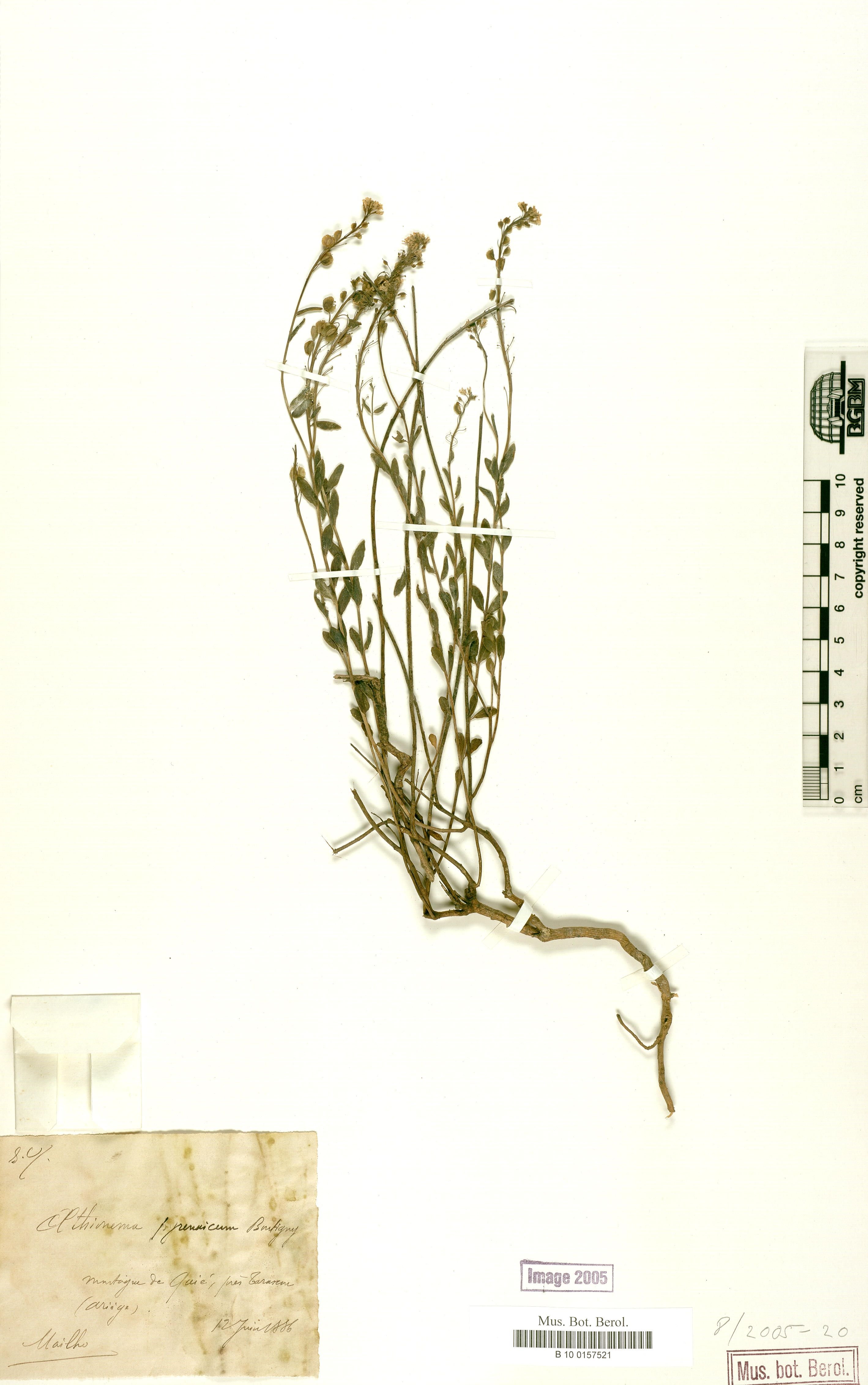 aethionema saxatie subsp monospermum