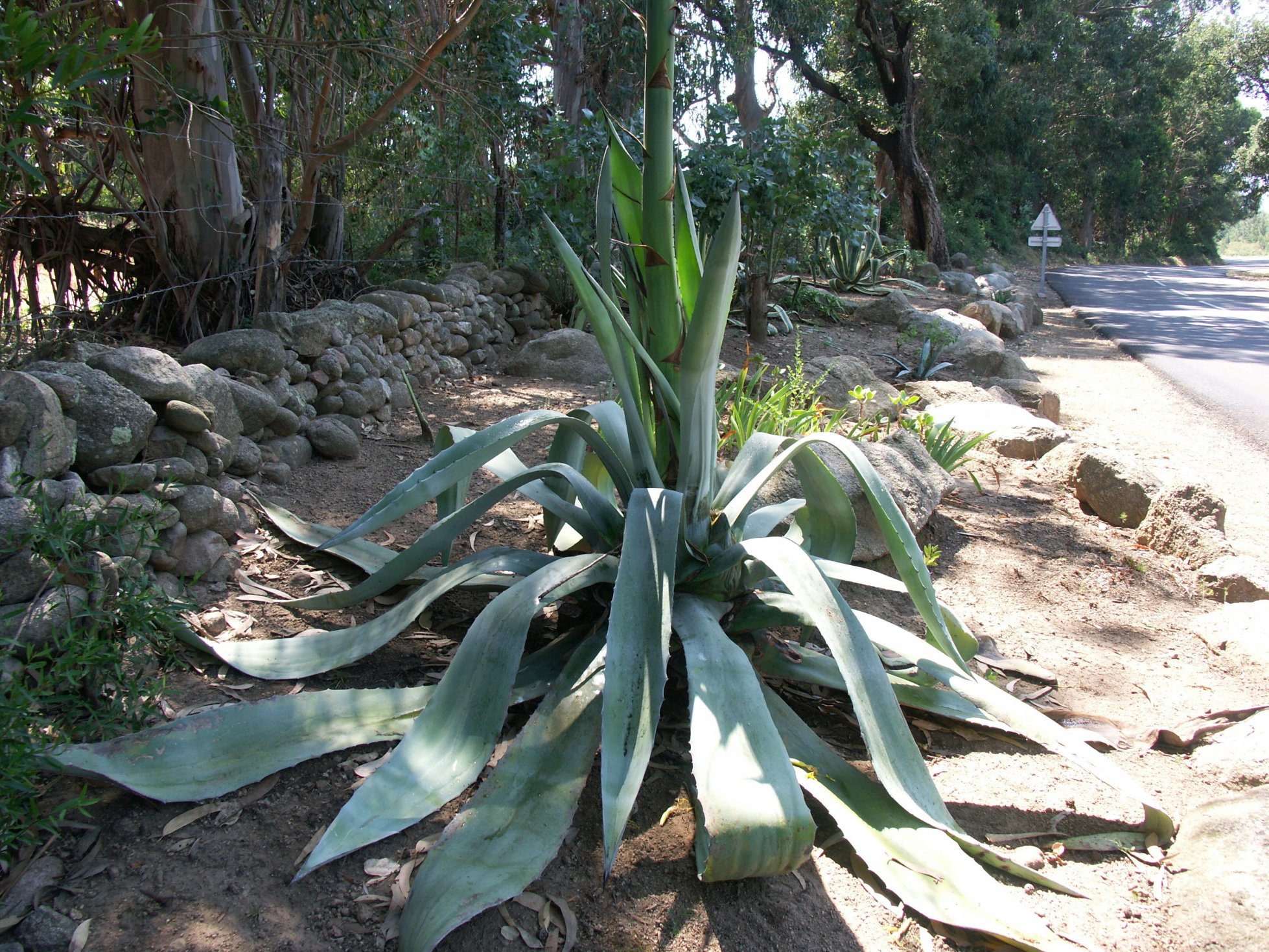 Agave Americanaagave americana