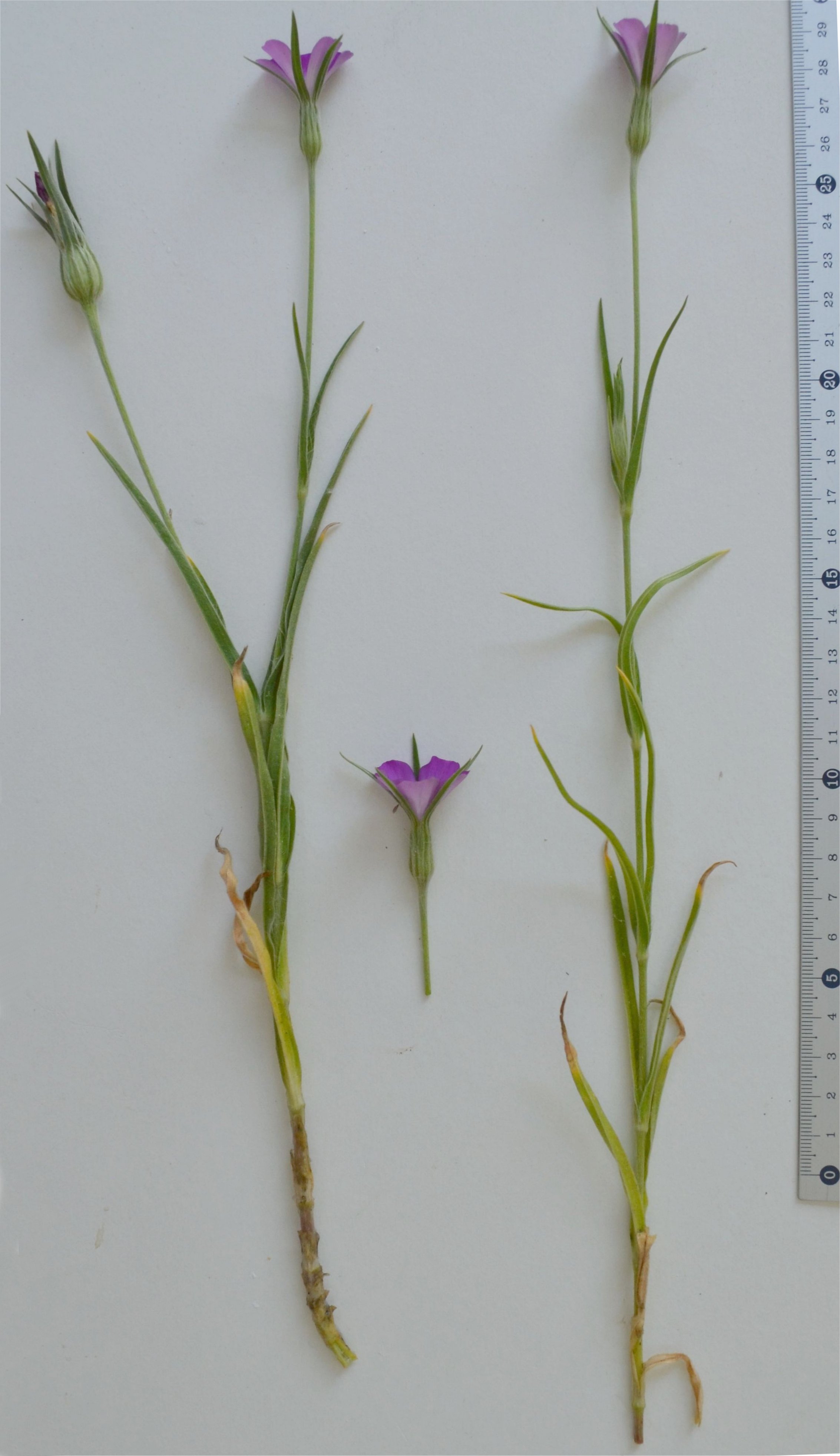 Agrostemma githagoagrostemma githago