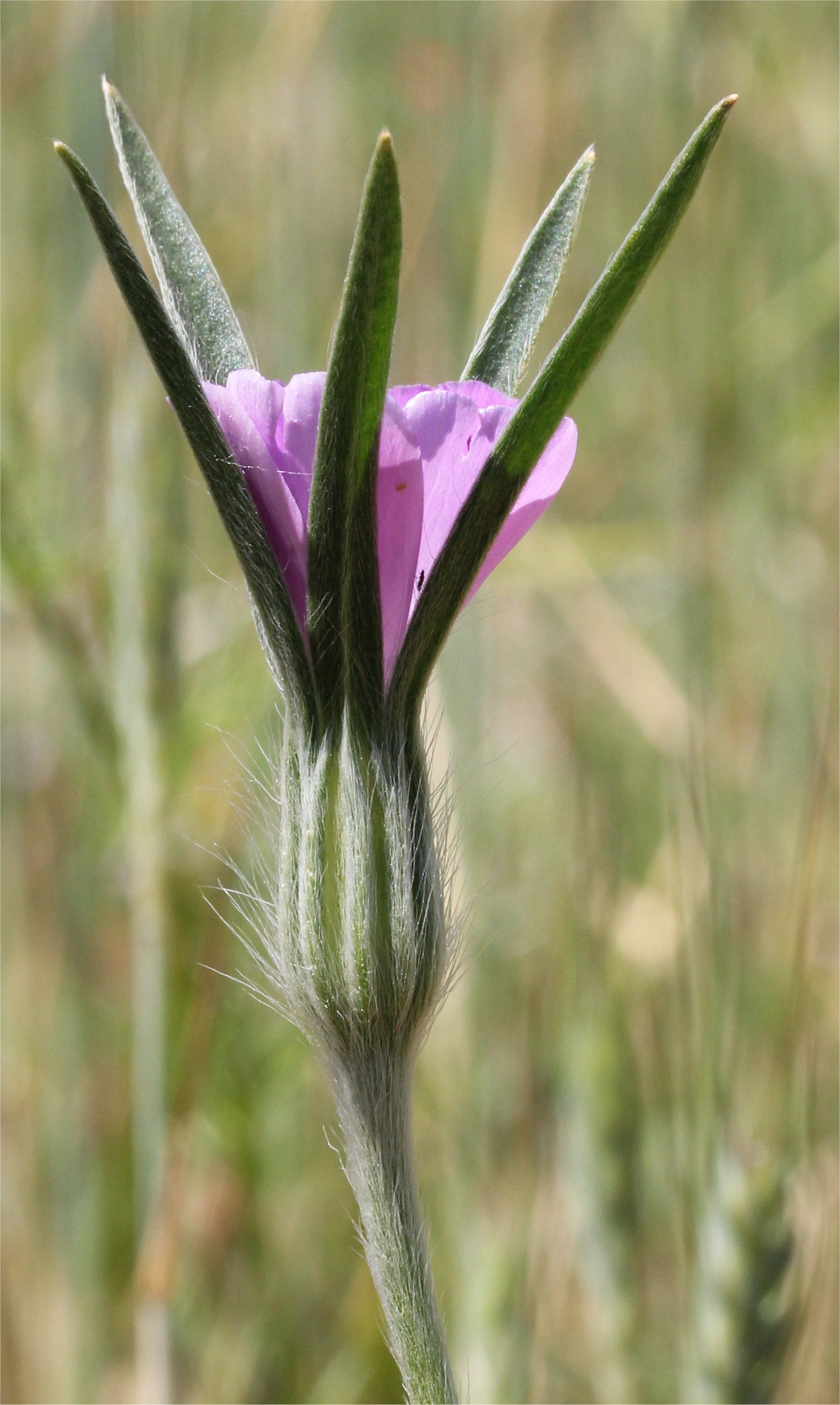 Agrostemma githagoagrostemma githago