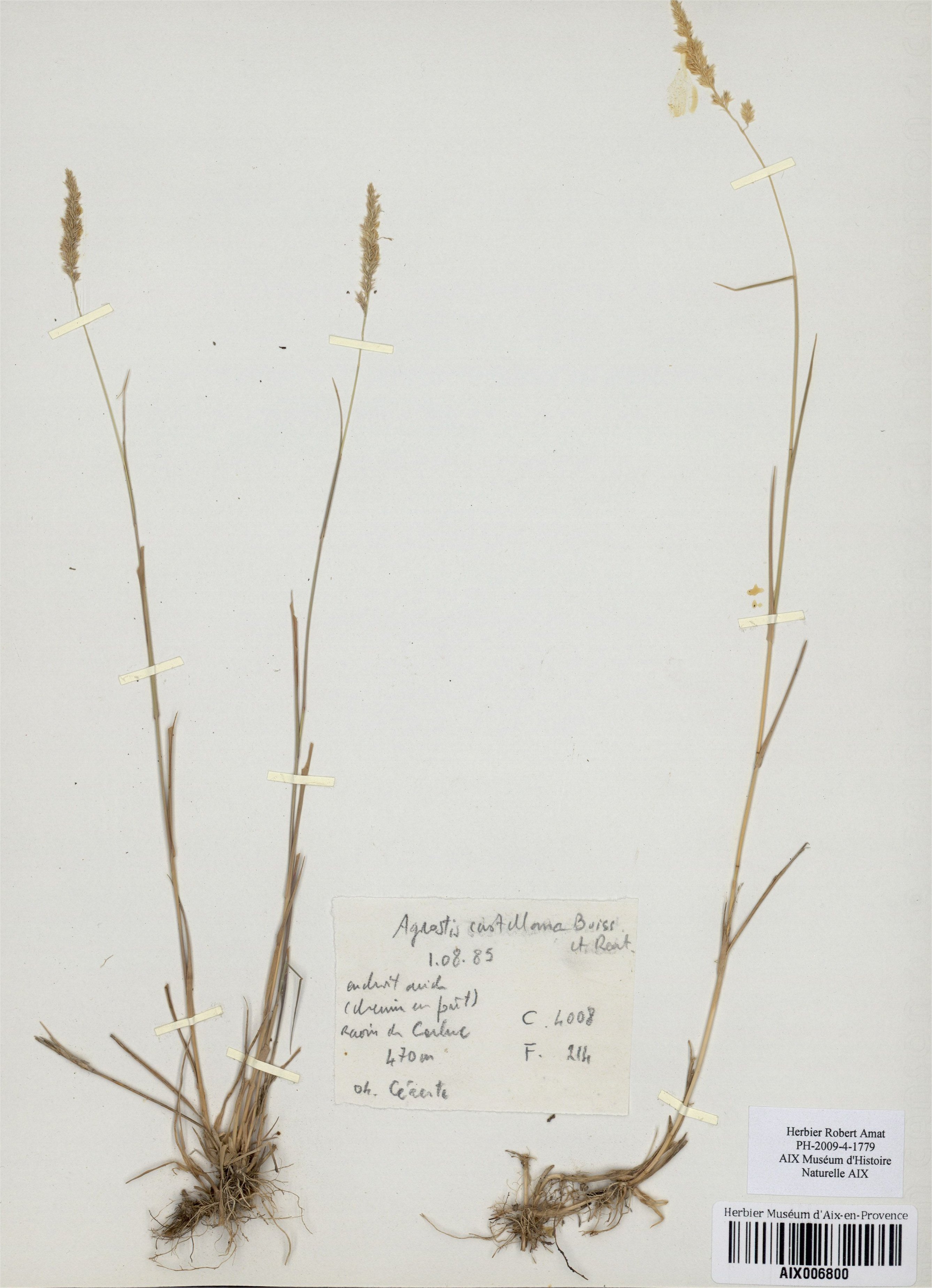agrostis capillaris subspcastellana