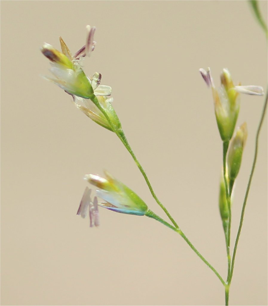 agrostis gigantea