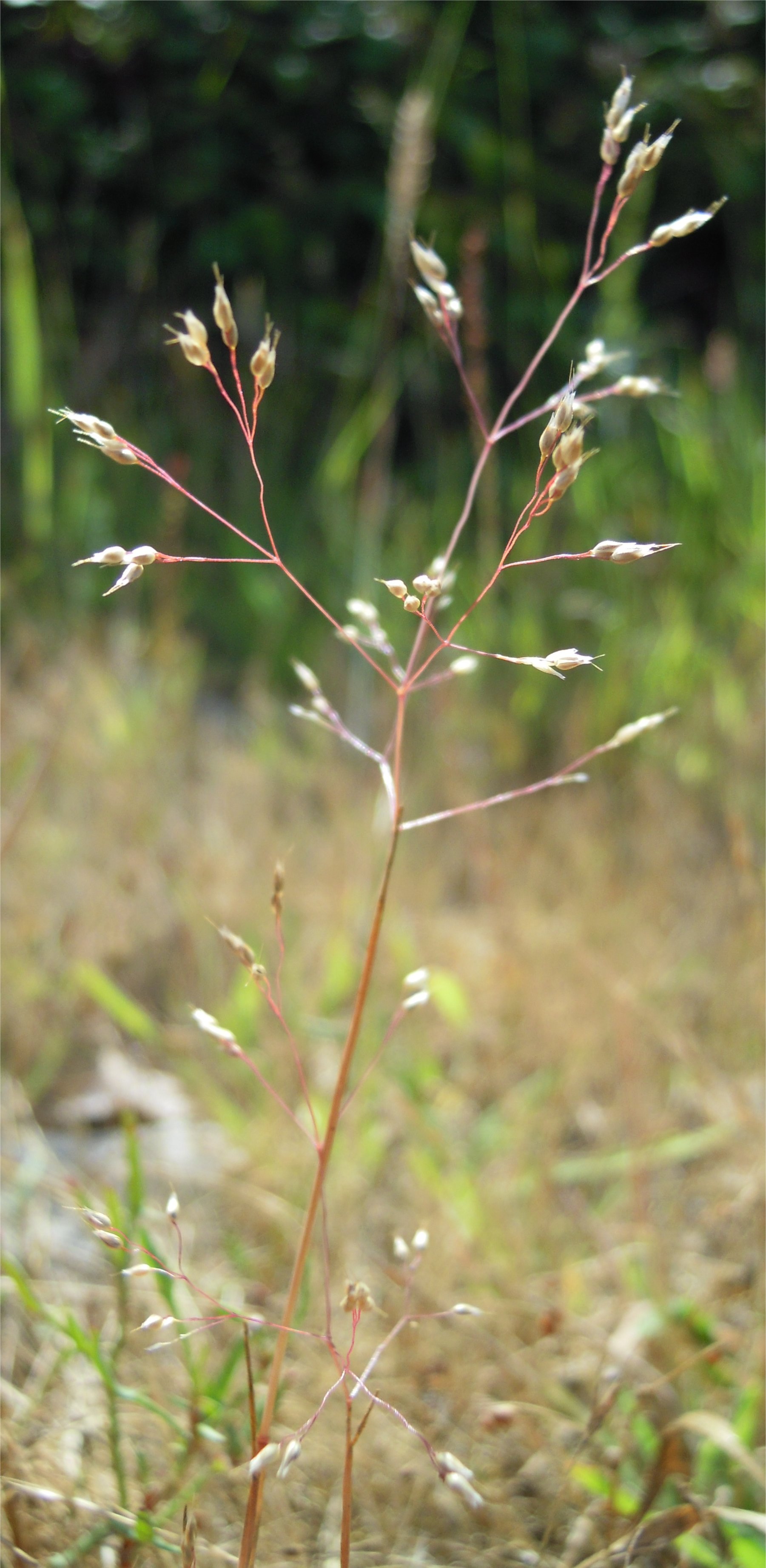 aira caryophyllea subsp multiculmis