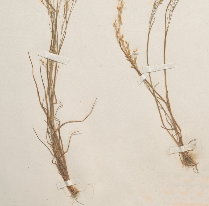 aira tenorei