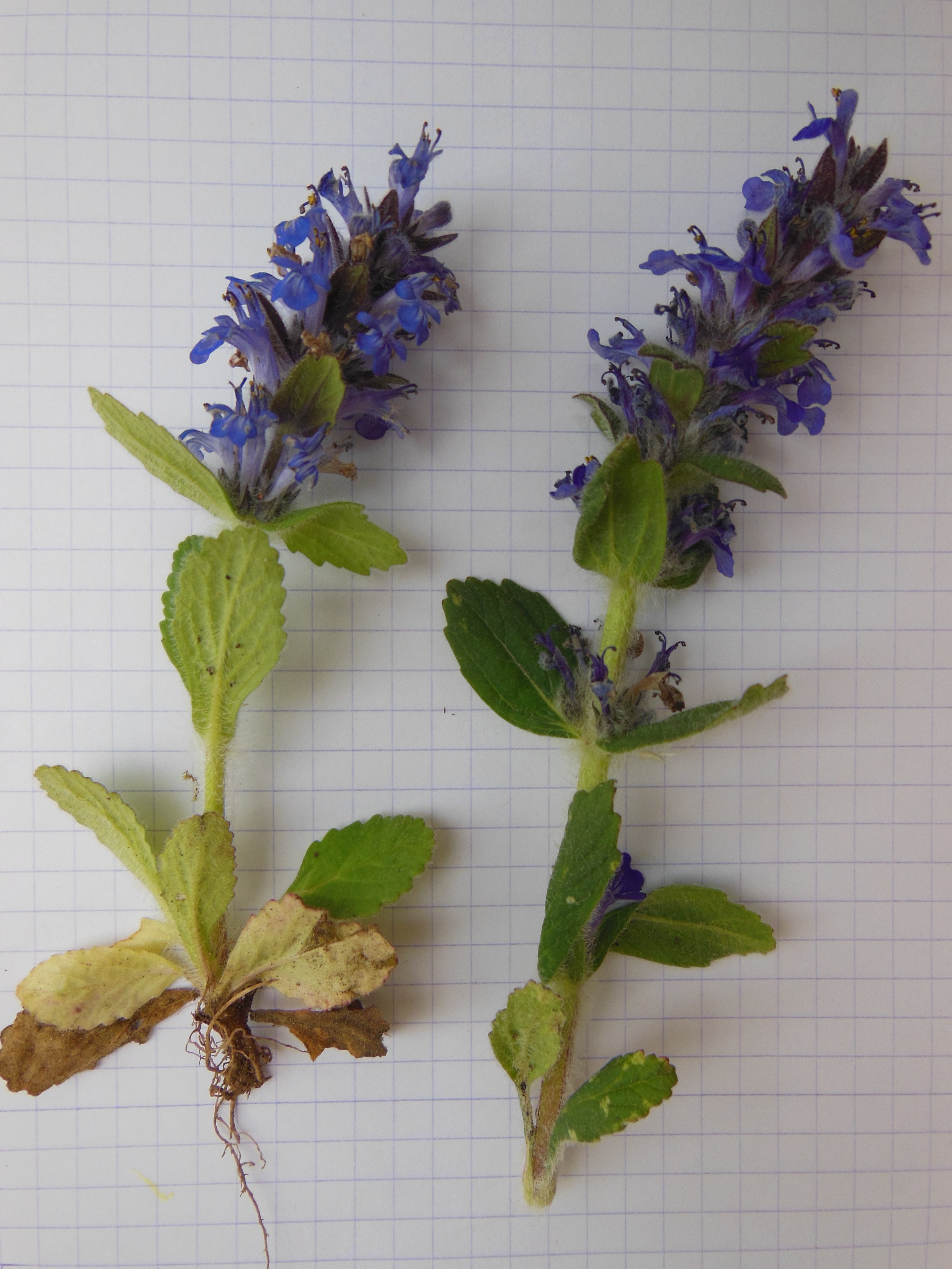 ajuga genevensis